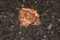 Rana dalmatina