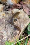 Lissotriton helveticus