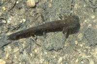 Salamandra salamandra