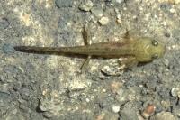 Salamandra salamandra