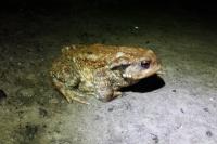 Bufo spinosus
