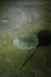 Rana dalmatina