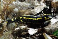 Salamandra salamandra