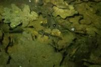 Salamandra salamandra