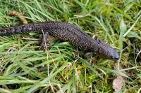 Triturus cristatus