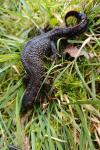 Triturus cristatus