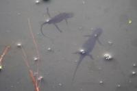 Lissotriton helveticus