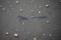 Lissotriton helveticus