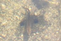 Lissotriton helveticus