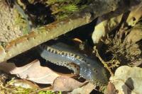 Ichthyosaura alpestris