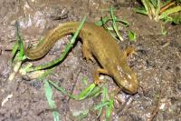 Lissotriton helveticus