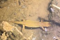 Lissotriton helveticus