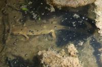 Lissotriton helveticus
