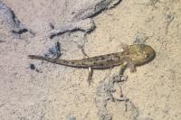 Salamandra salamandra