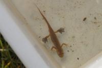 Lissotriton helveticus