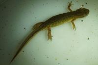 Lissotriton helveticus