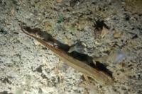 Lissotriton helveticus