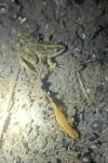 Lissotriton helveticus