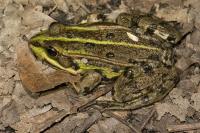 Pelophylax