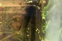 Salamandra salamandra