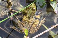 Pelophylax kl. esculentus