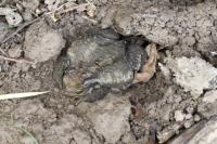 Bufo spinosus