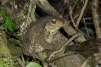 Bufo spinosus