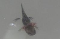 Salamandra salamandra