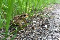 Bufo sp(spinosus/bufo)