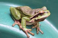 Hyla arborea