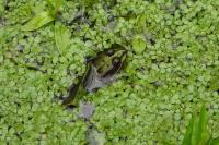 Pelophylax
