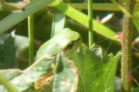 Hyla arborea