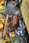 Bufo spinosus