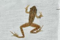 Rana dalmatina