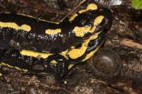 Salamandre tachetée 