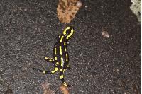 Salamandra salamandra