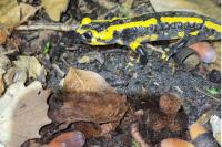 Salamandra salamandra