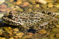 Pelophylax ridibundus