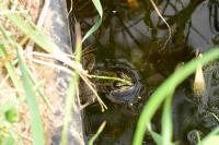 Pelophylax