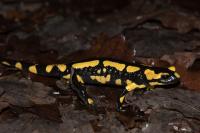 Salamandra salamandra