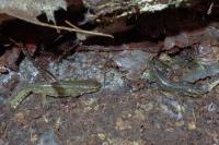 Lissotriton helveticus