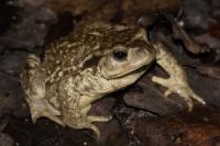 Bufo sp(spinosus/bufo)