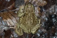 Bufo sp(spinosus/bufo)