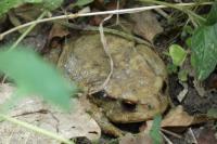 Bufo spinosus