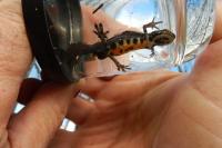 Lissotriton vulgaris