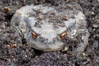 Bufo bufo