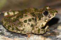 Pelodytes punctatus