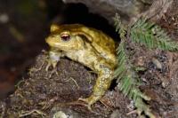 Bufo sp(spinosus/bufo)