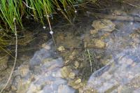 Pelophylax ridibundus