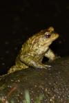 Bufo sp(spinosus/bufo)